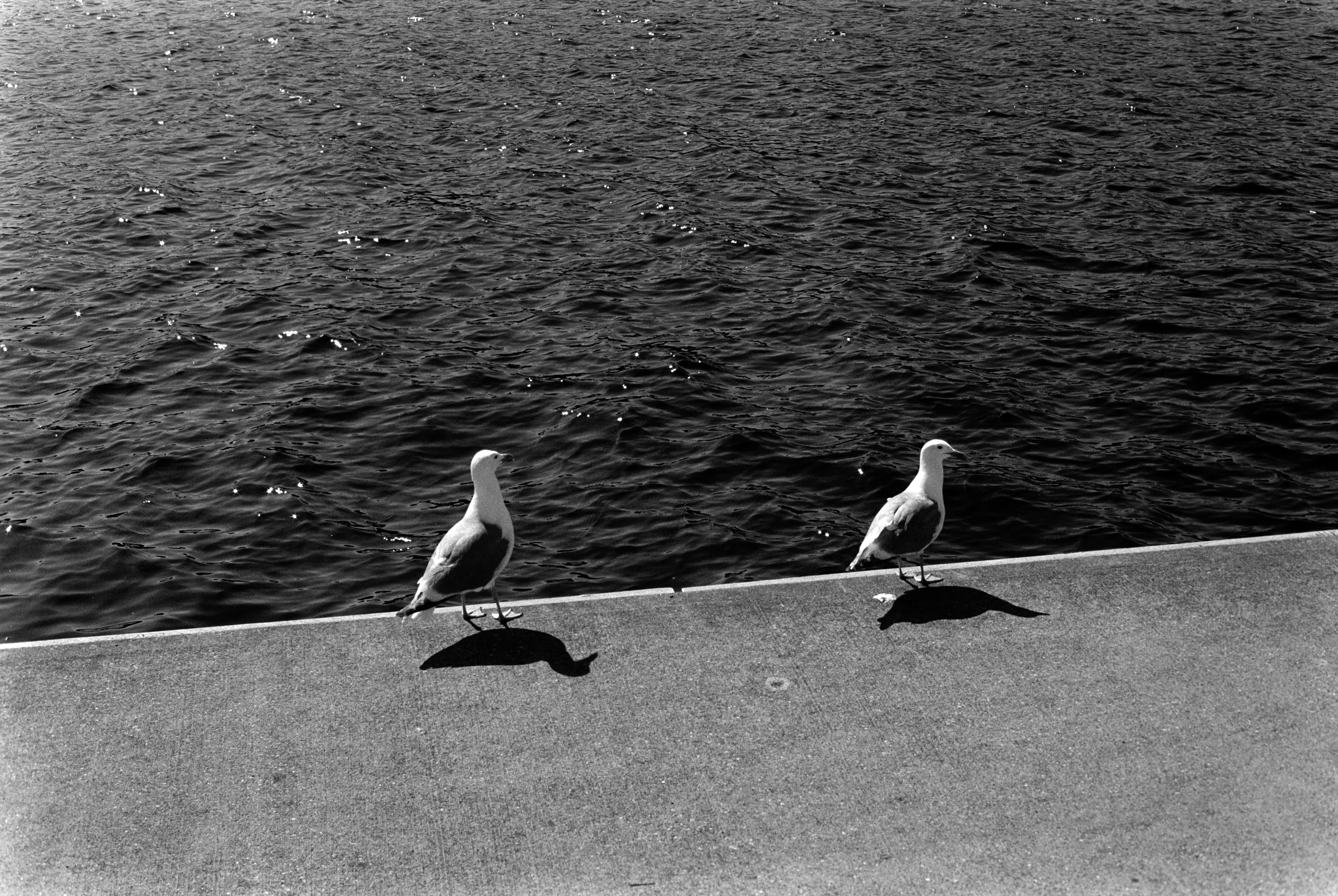2 pigeon