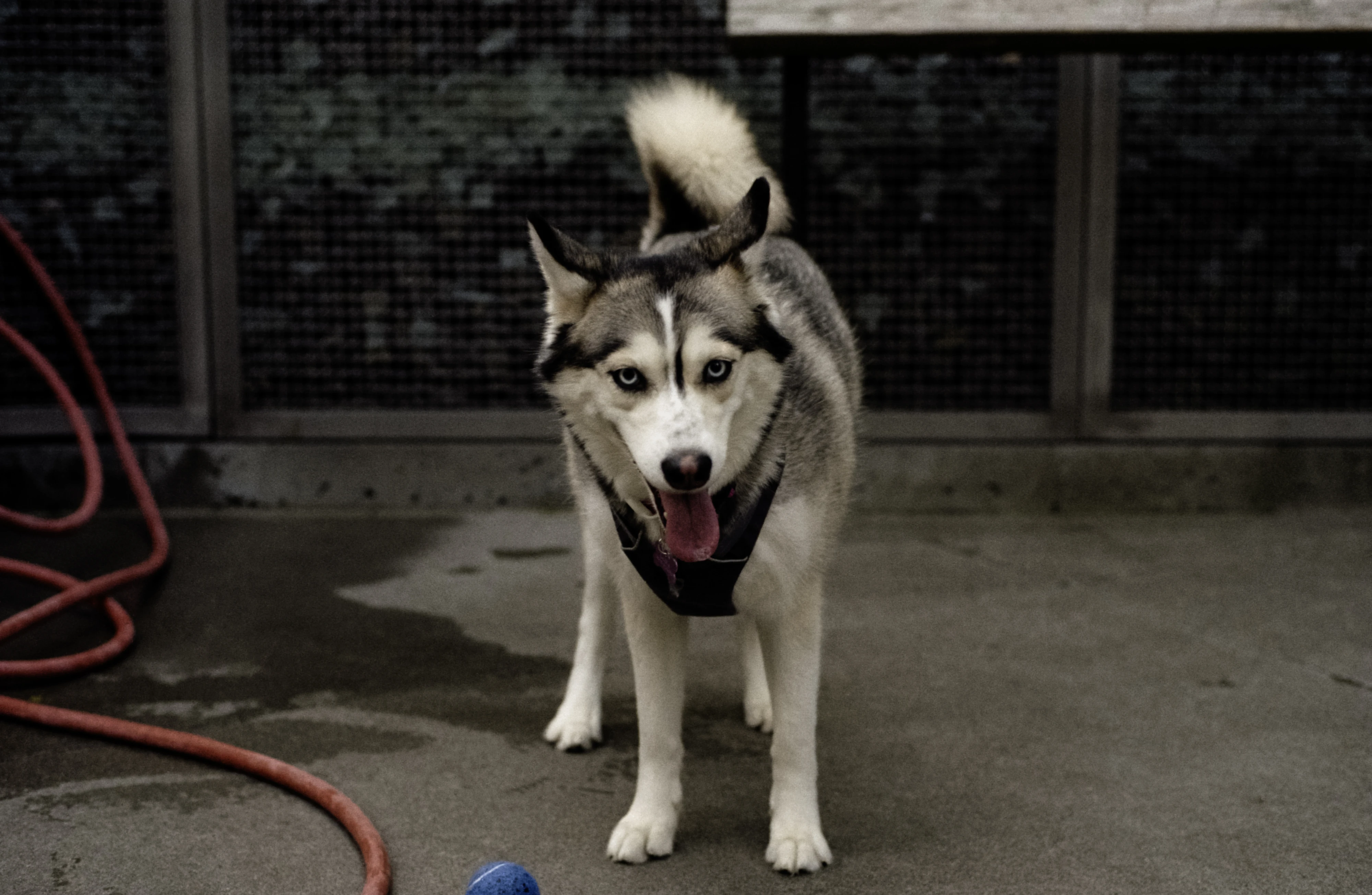 laika 2
