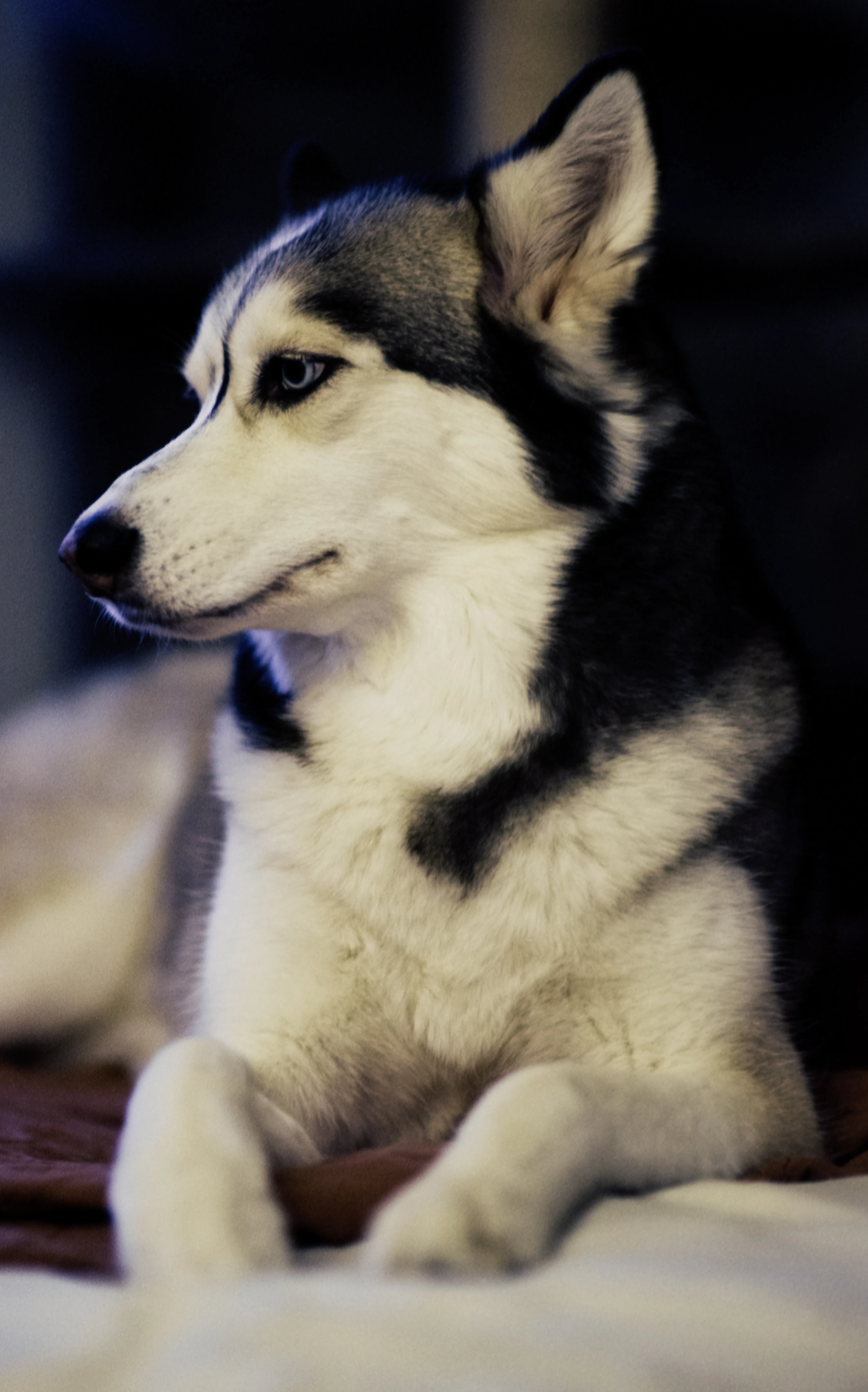 laika 3