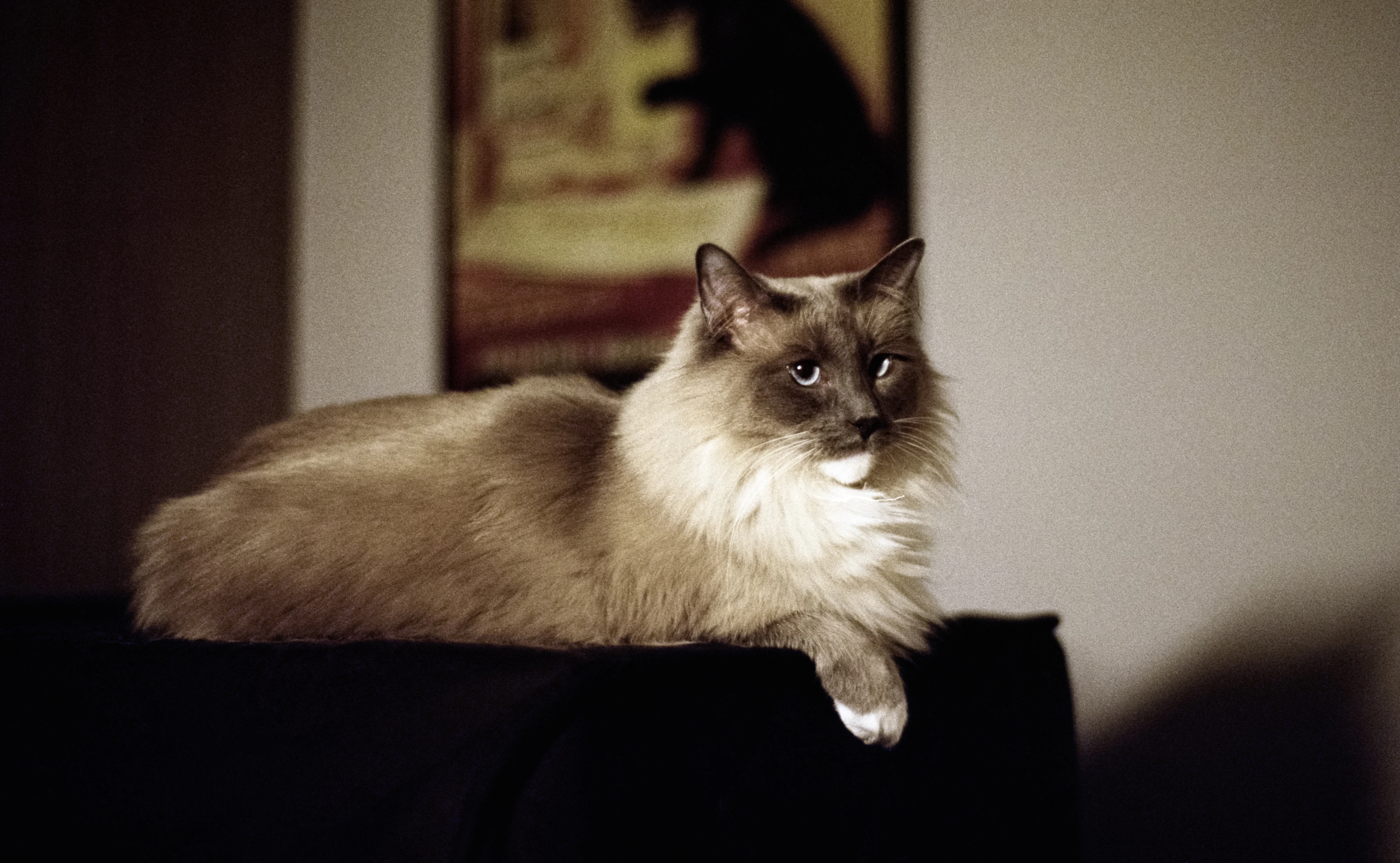 leo 2