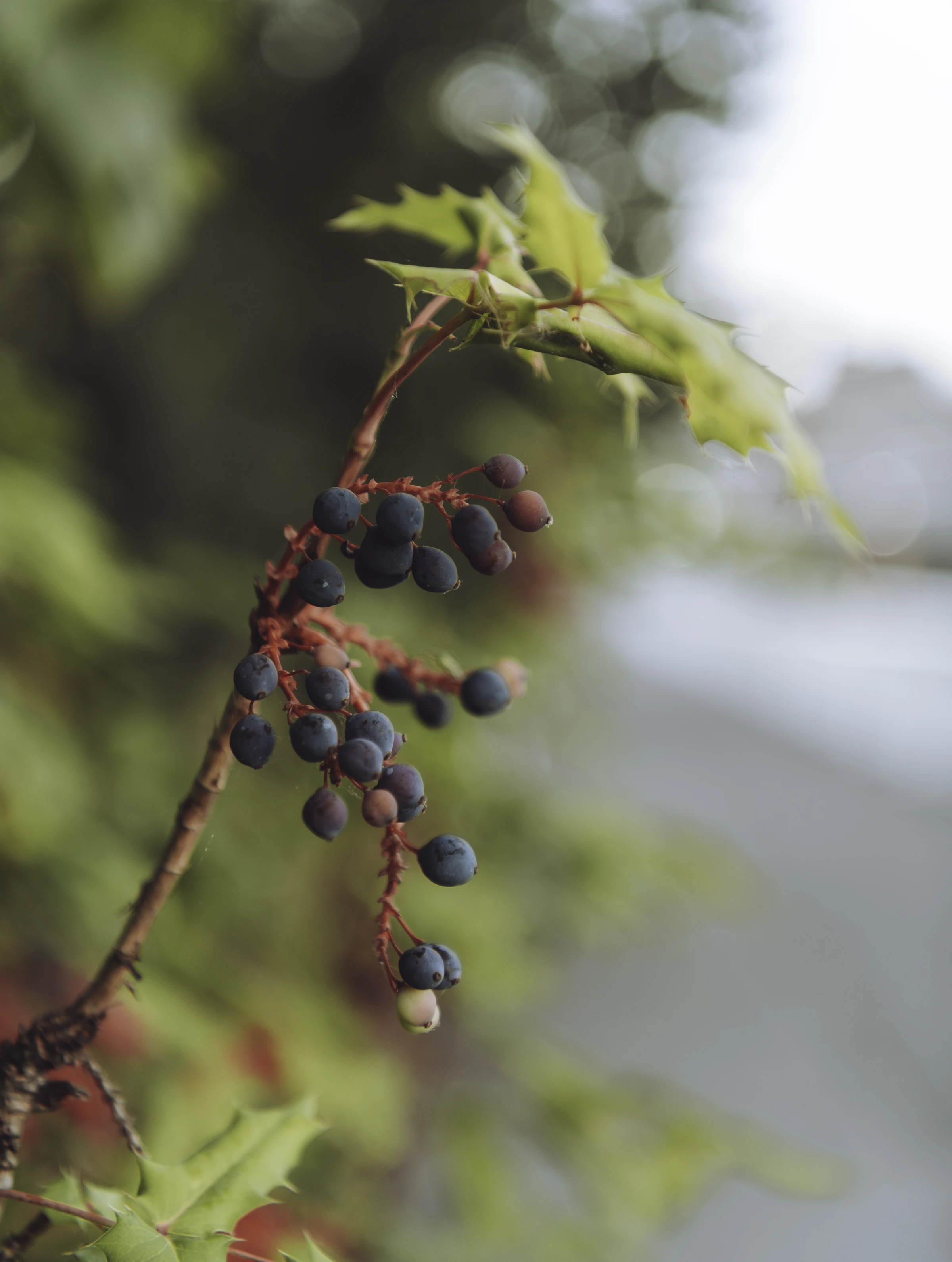 berries