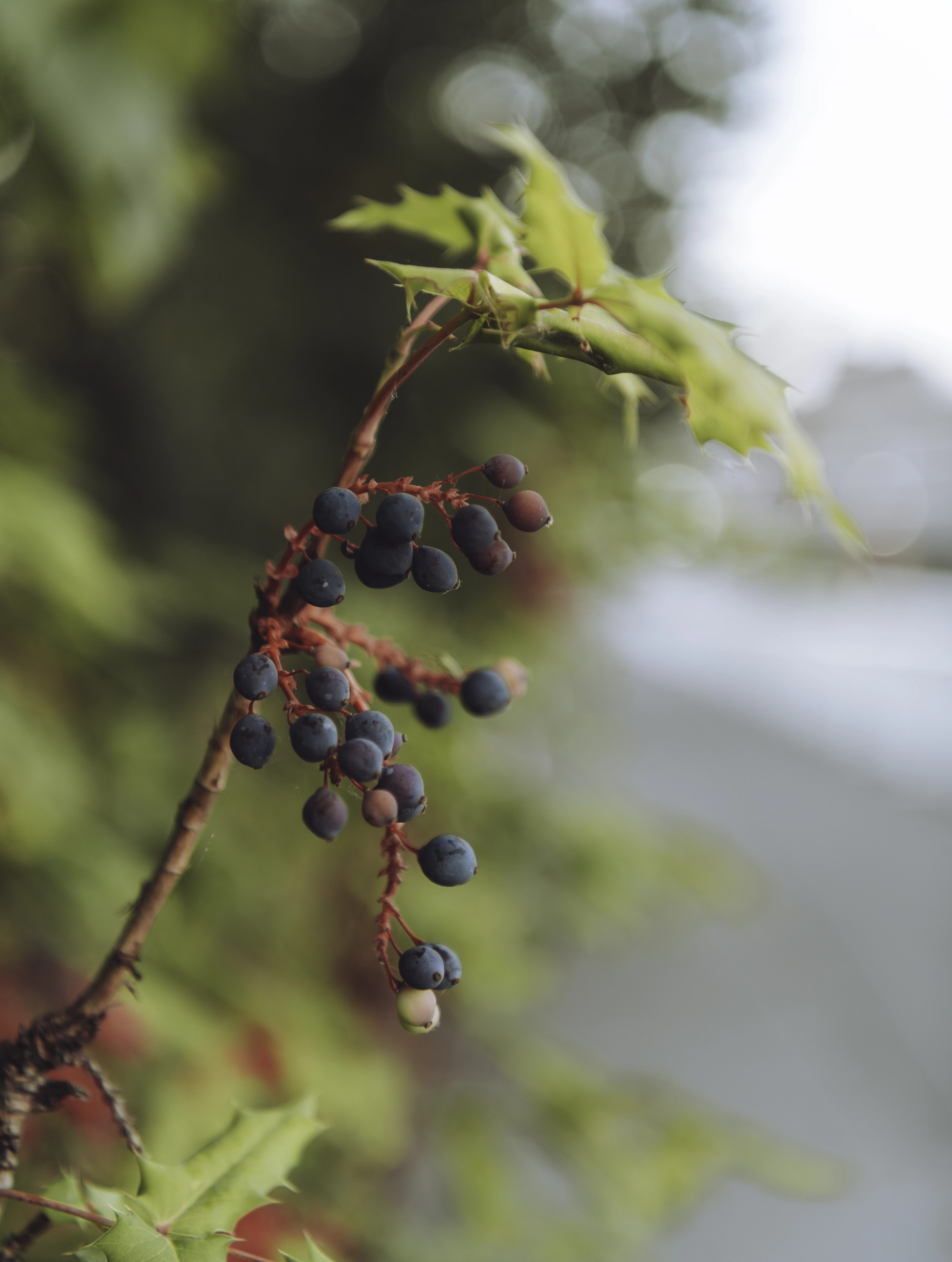 berries