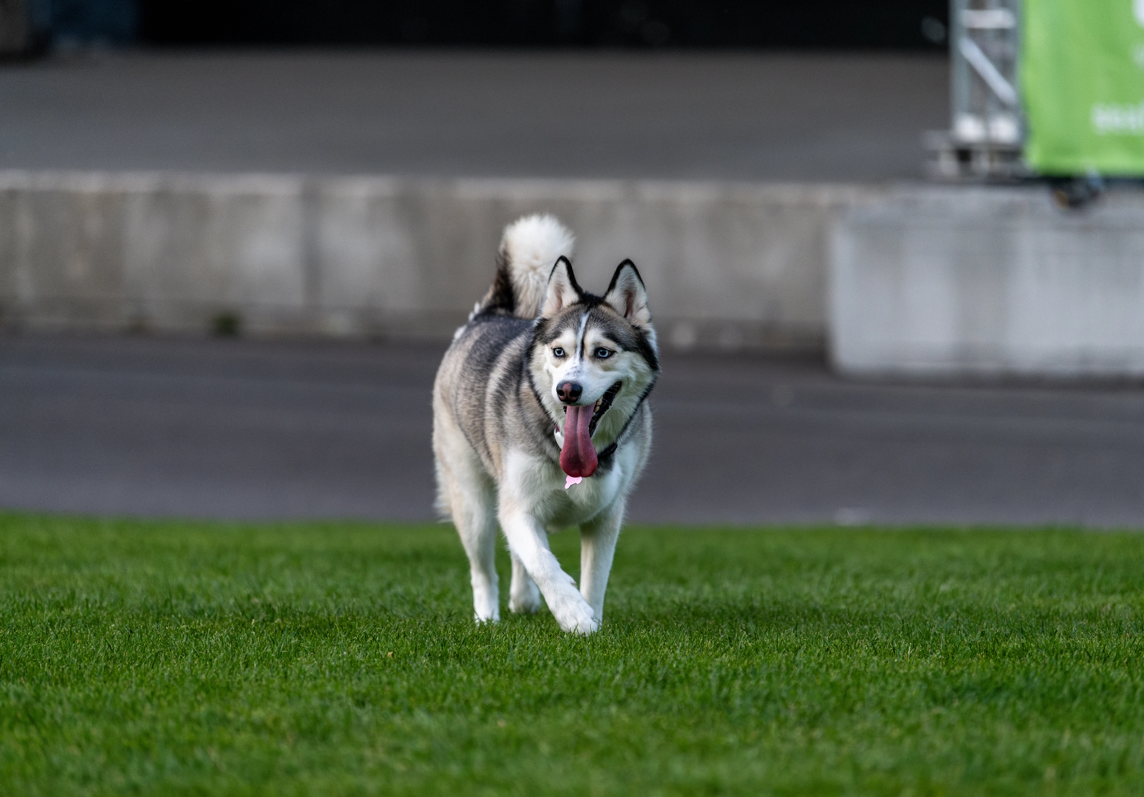 laika