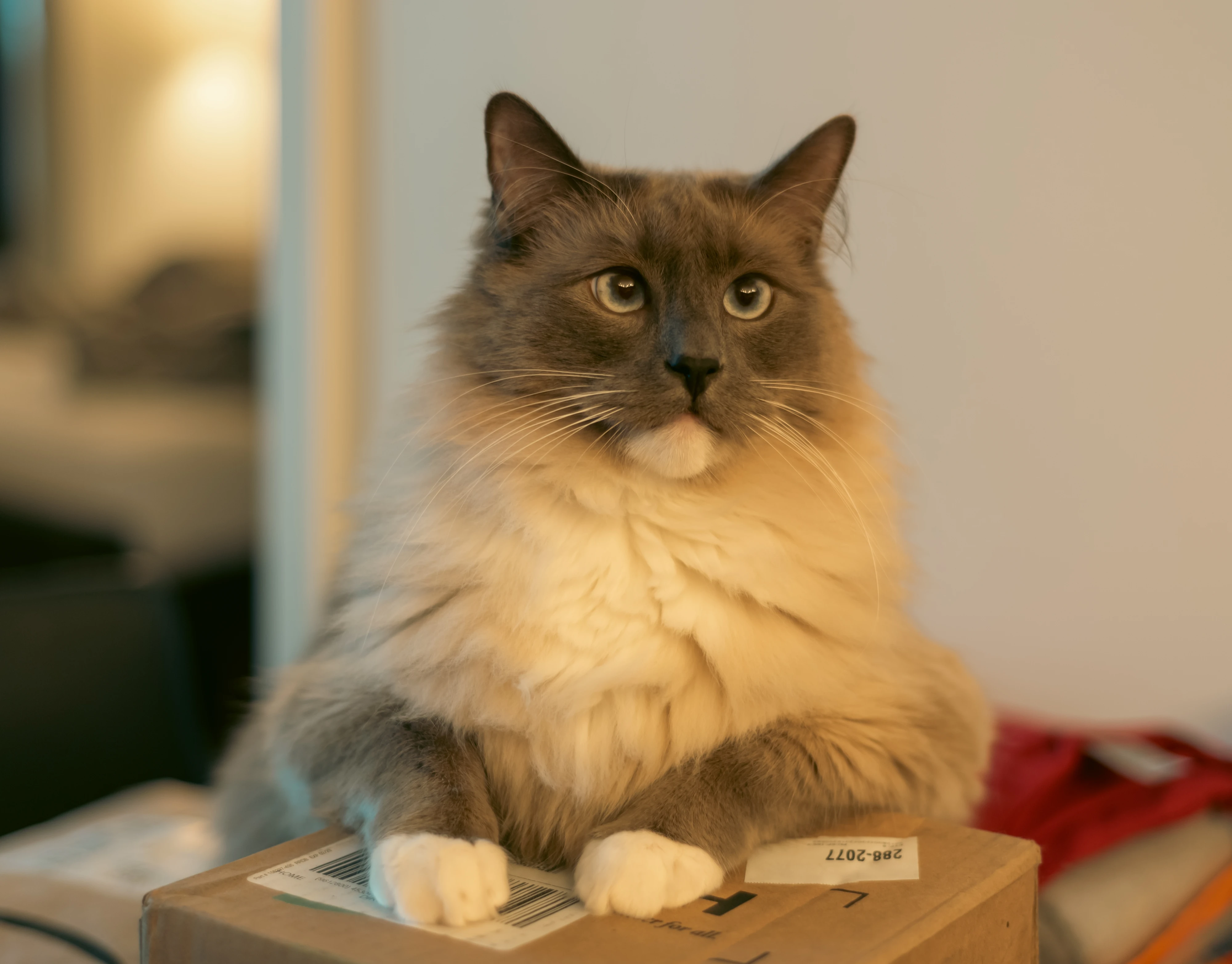 leo