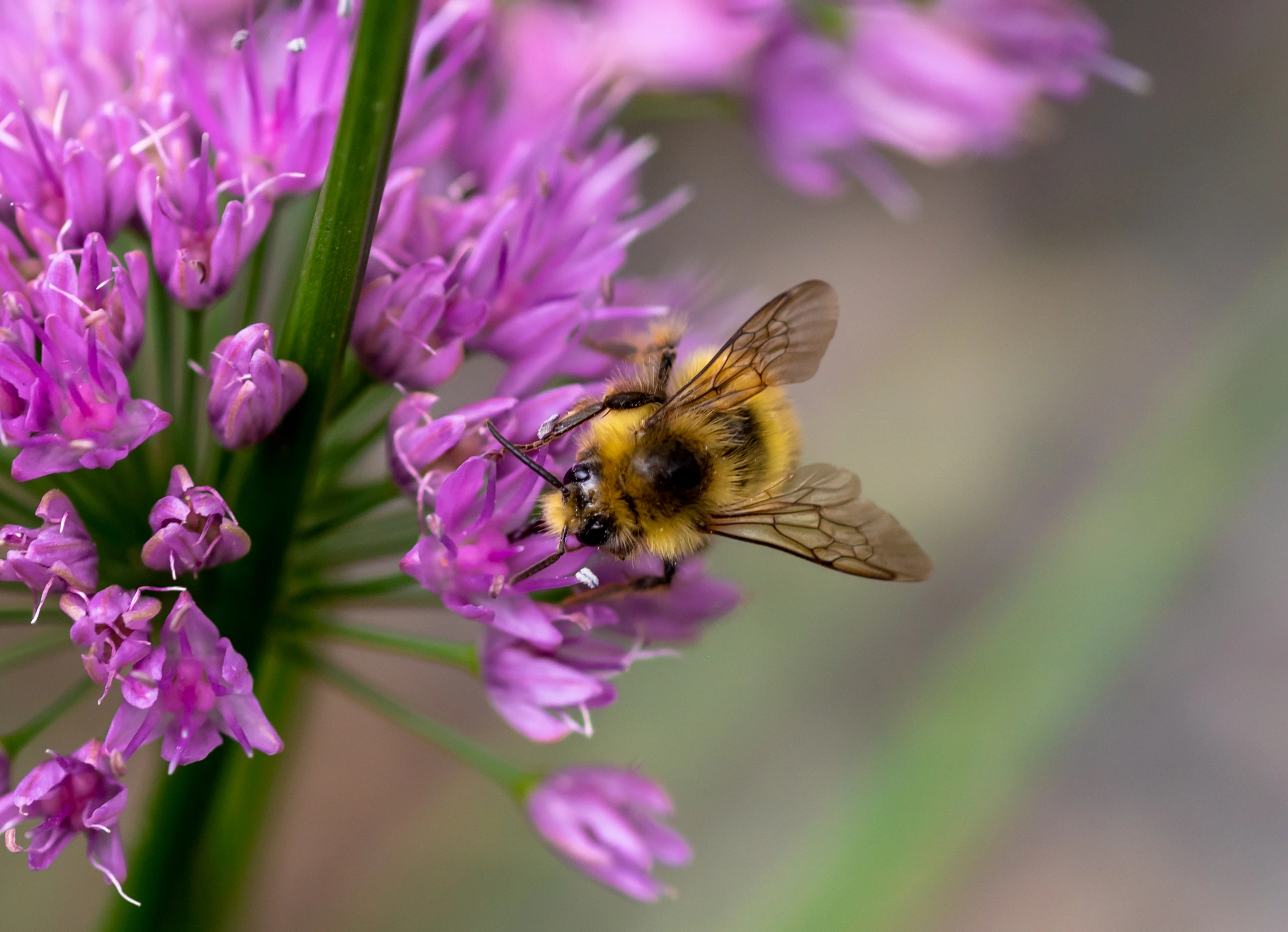 bee 2