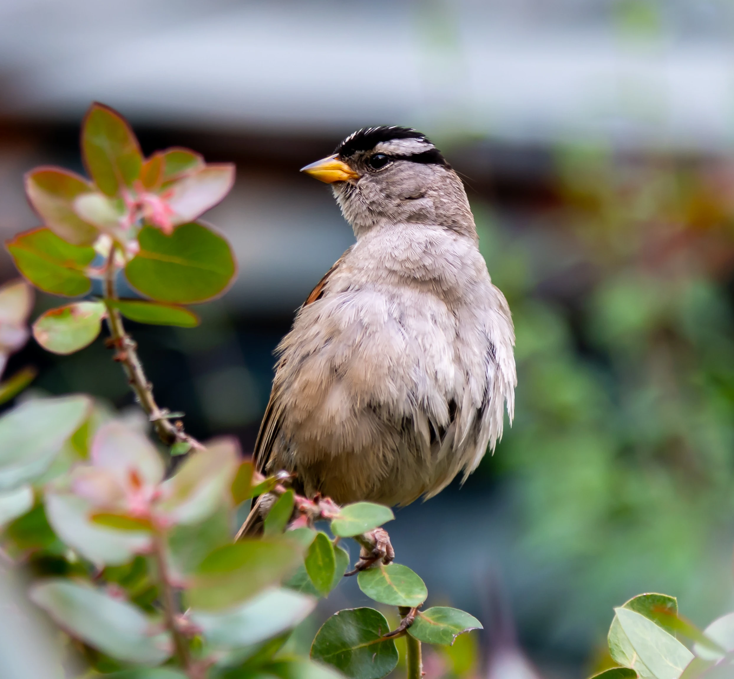 bird