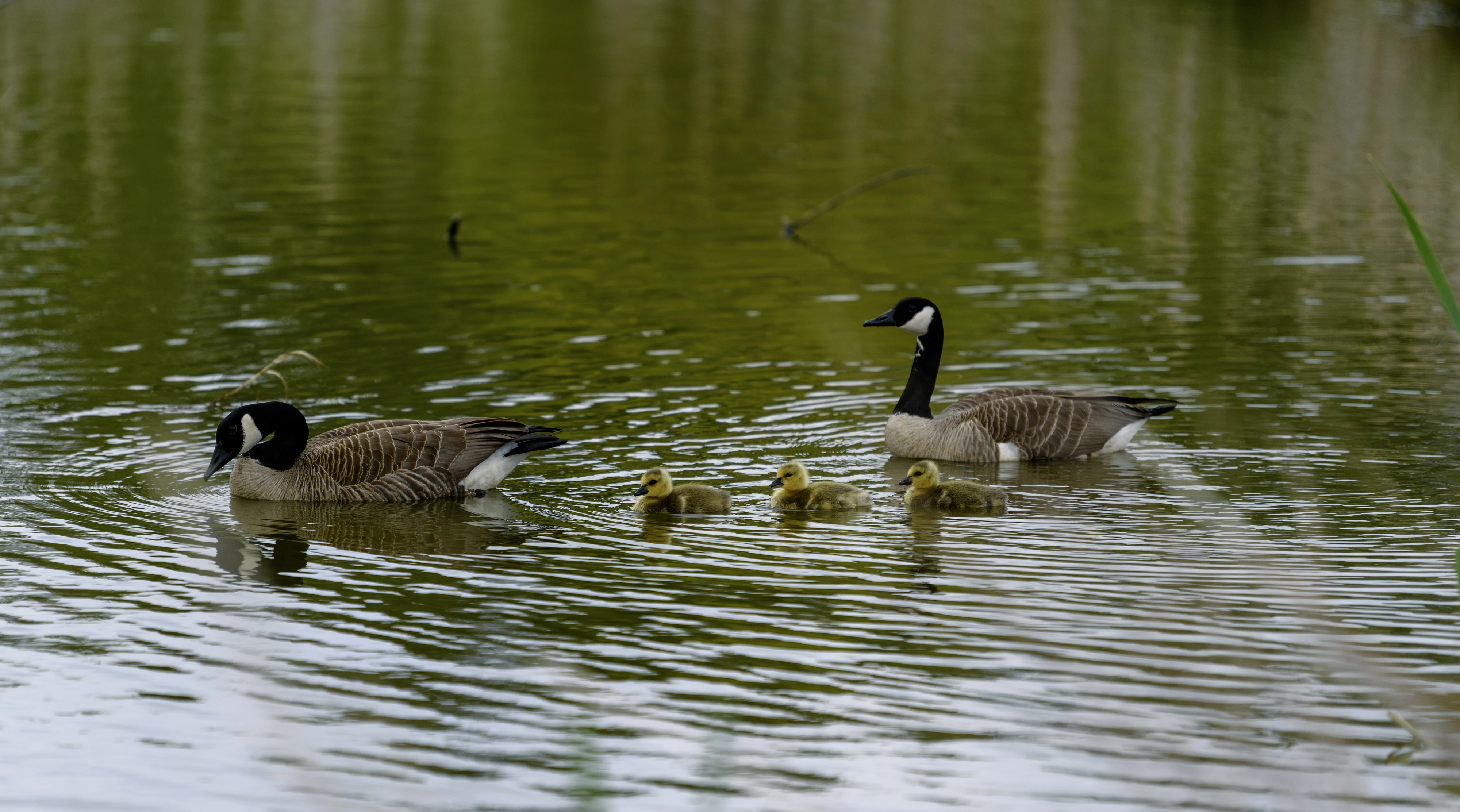 goslings