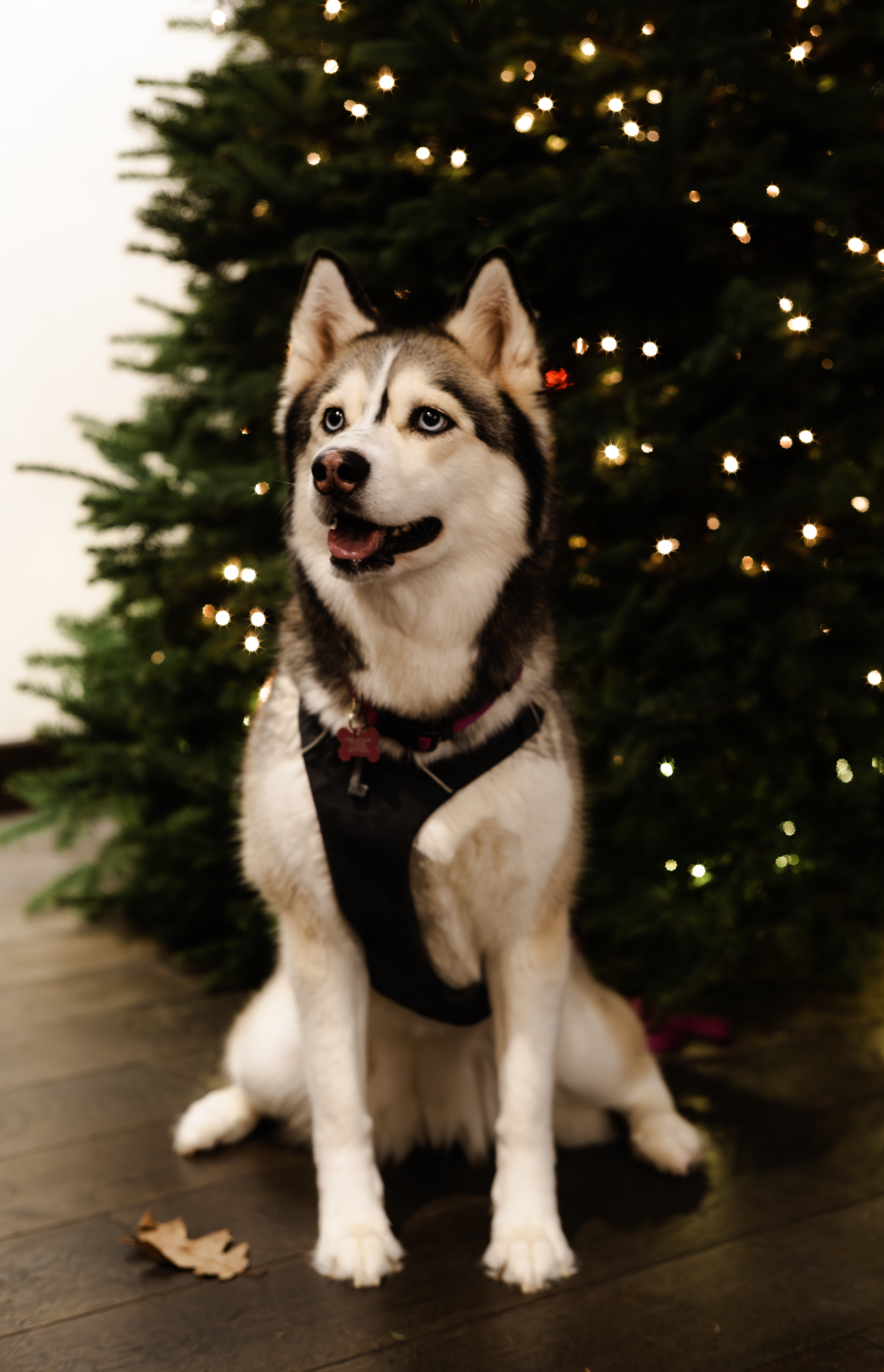 Laika, Christmas