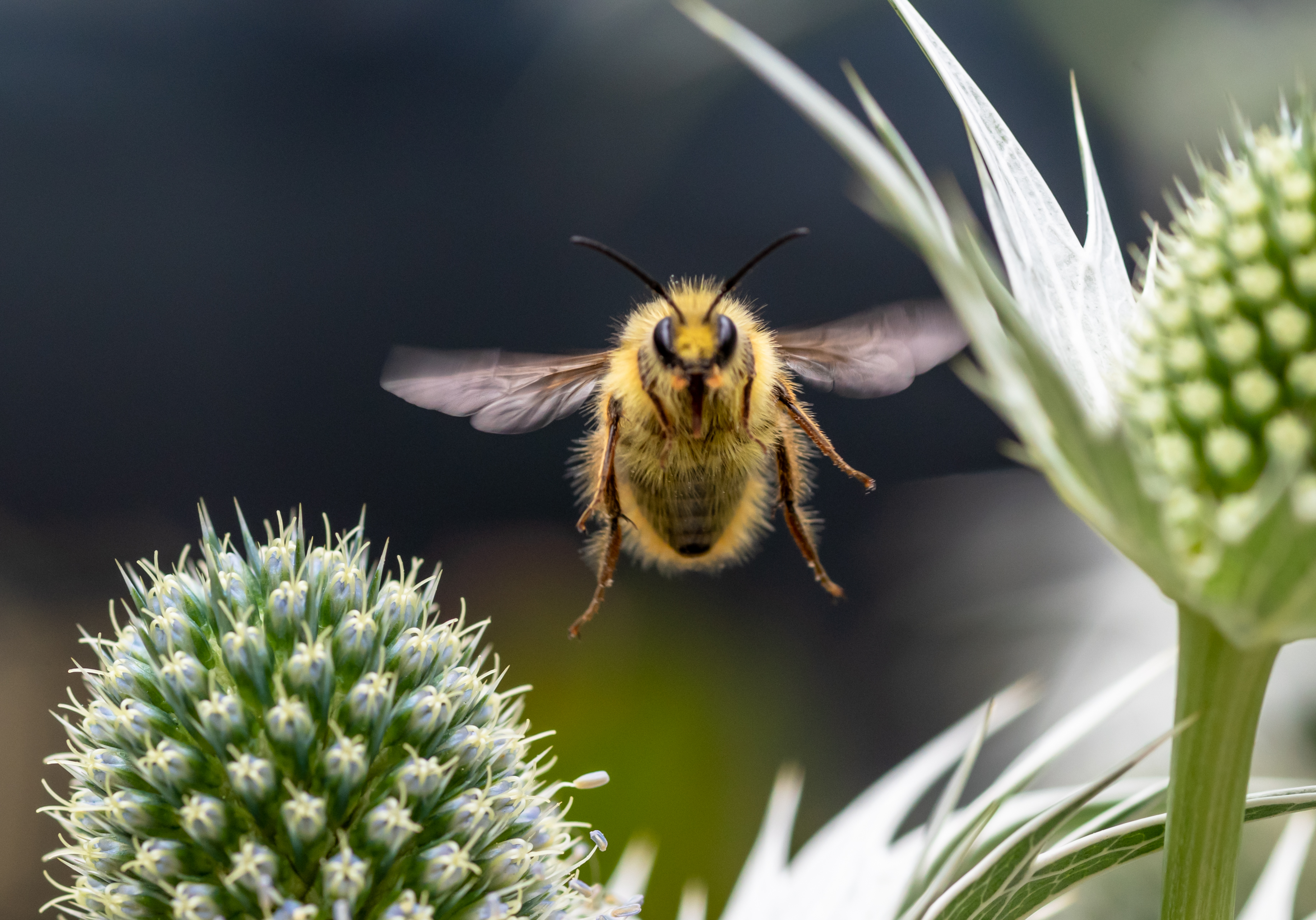 bee